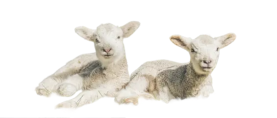 Two young lambs lying down next to each other on the grass, looking relaxed and facing forward