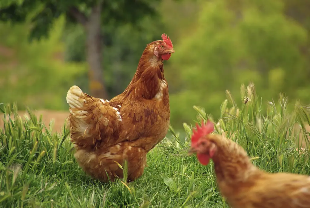 Image of Pasture Raised Chicken