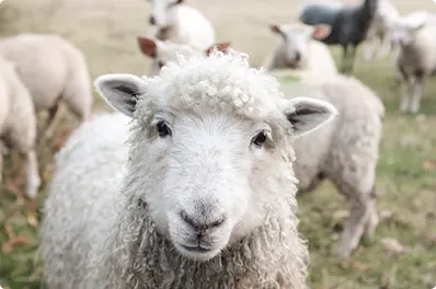 Image of Grass Fed Lamb (Seasonal)