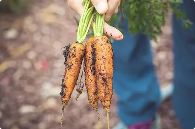 Image of Fruits & Vegetables (Seasonal)