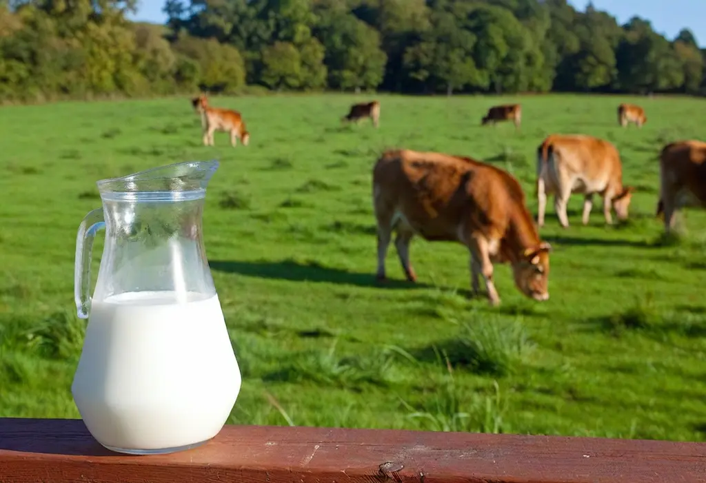 Image of Raw Cows Milk for Pets