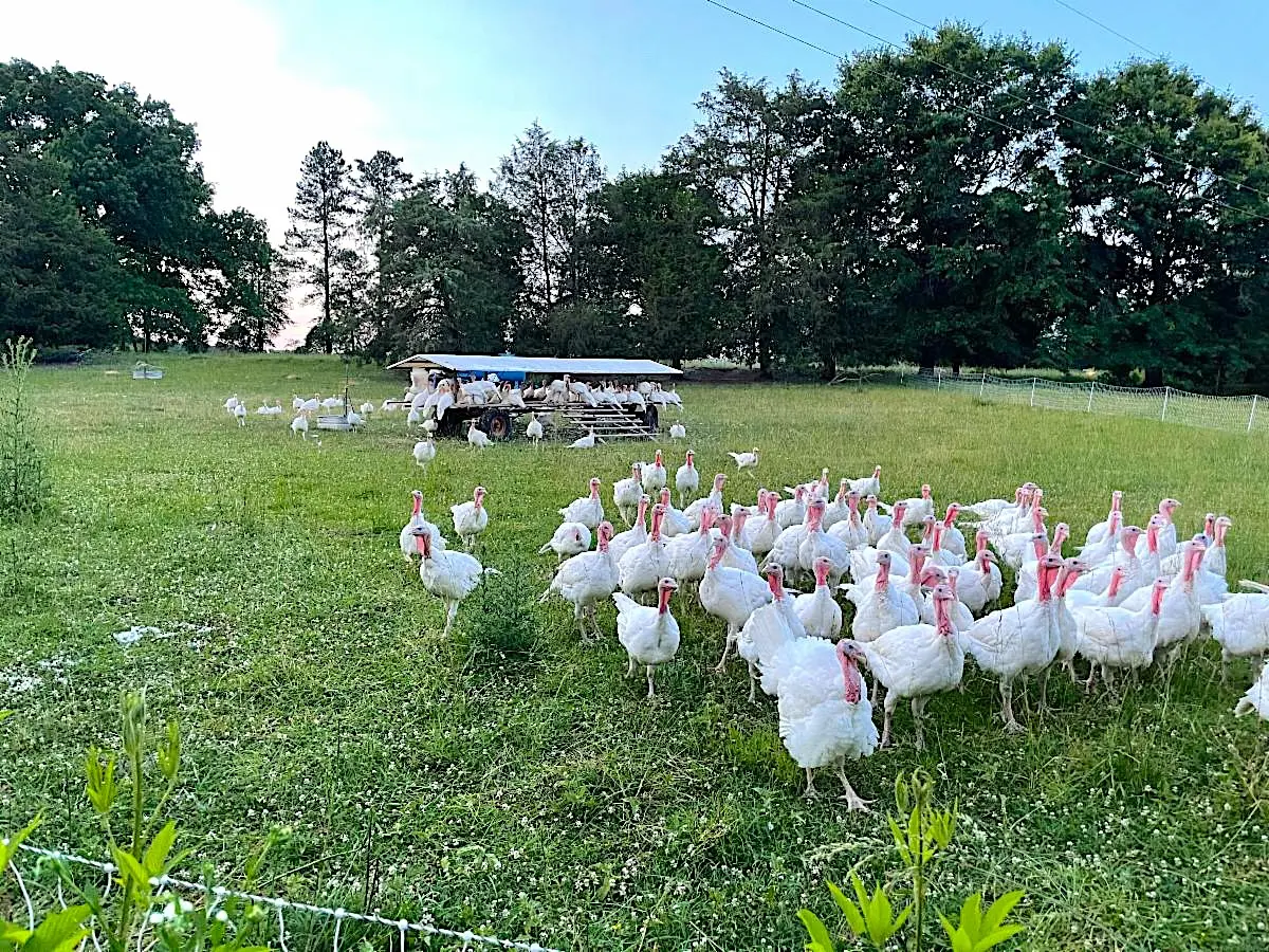 Image of Pasture Raised Turkey