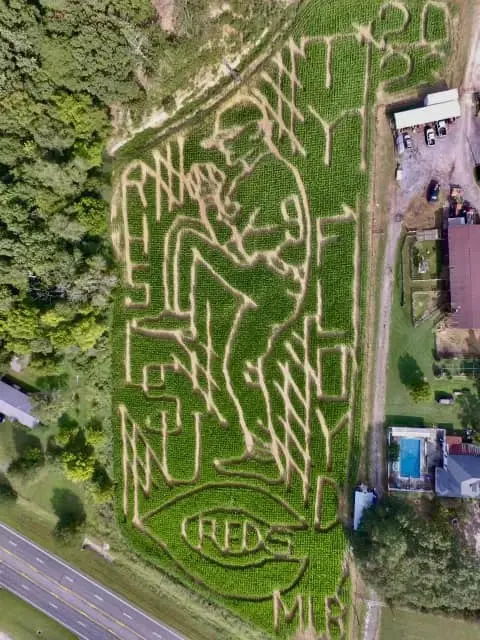 Aerial view of a corn maze honoring a baseball player in mid-pitching motion, with the word 'REDS' and other decorative text.