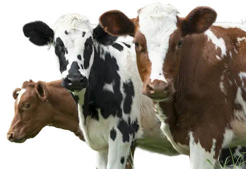 Three cows
